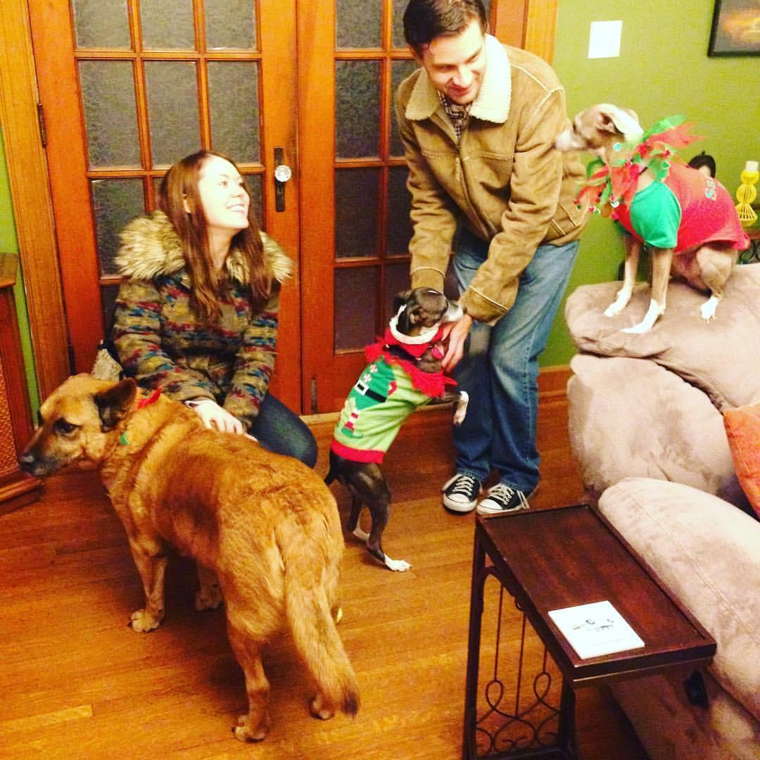 Christmas dogs