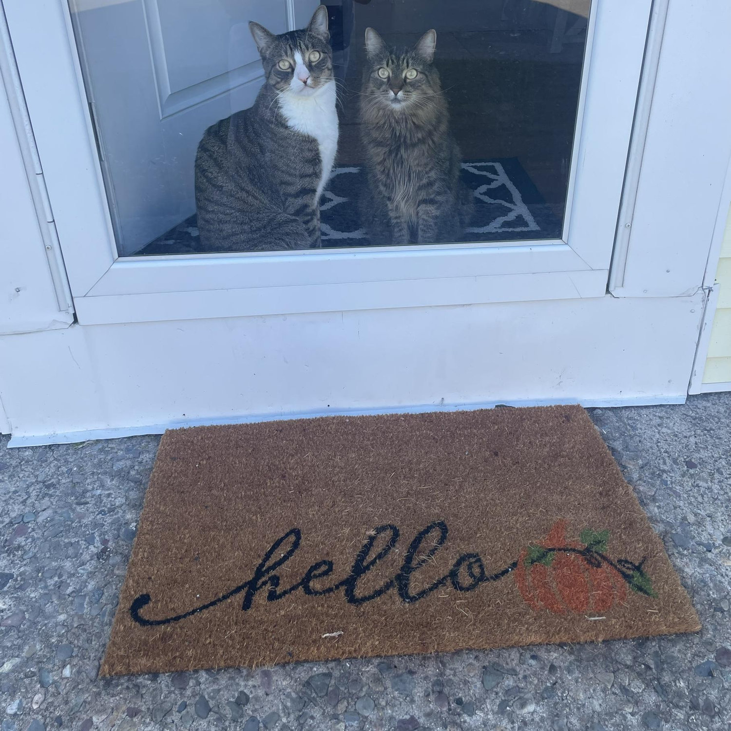 Meet the babies!