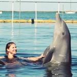 Dolphins Plus Bayside