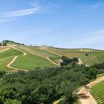 Wine Tasting