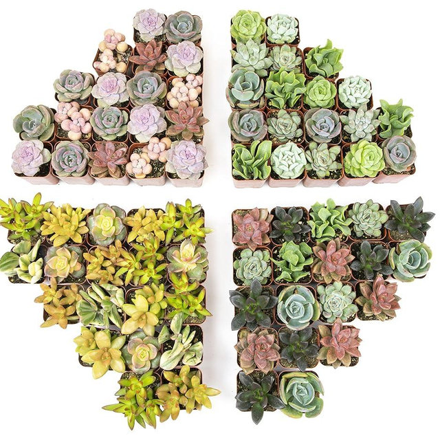 Live Succulents Plants Bulk Plant Tray (50 Pack), Indoor Houseplants, in Cactus and Succulent Soil Mix, Kit Gifts by for Pets, Black