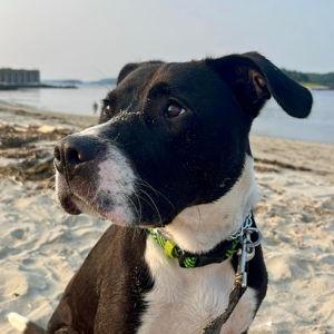 Our Favorite Charity- Animal Refuge League of Greater Portland