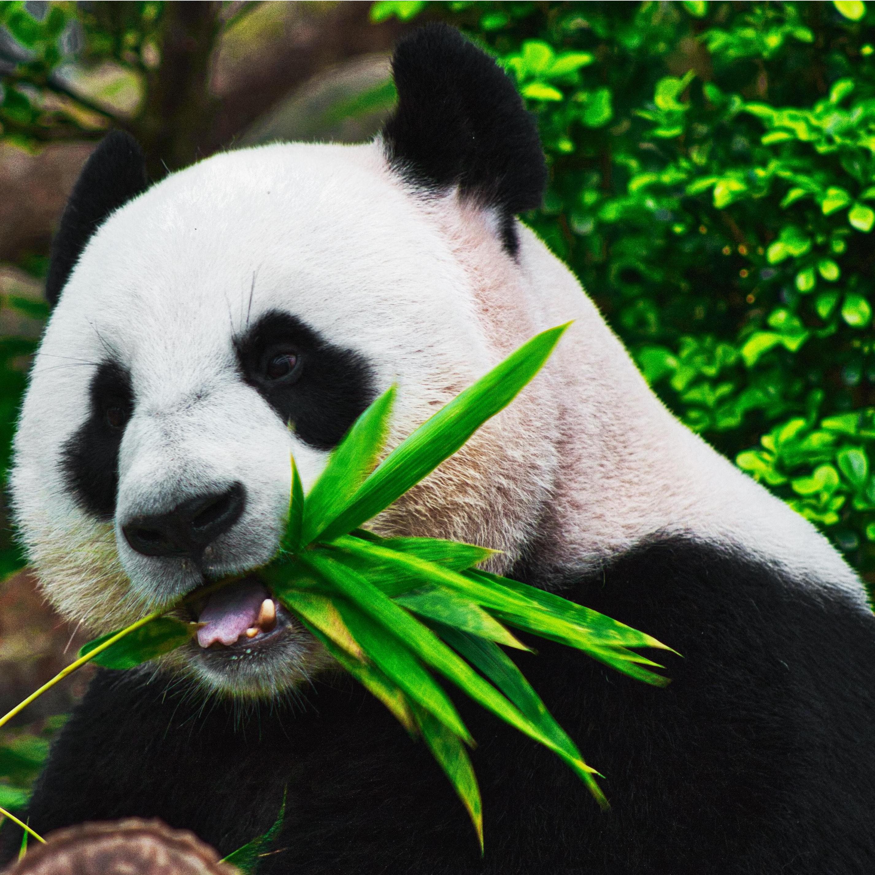 Eating like a panda