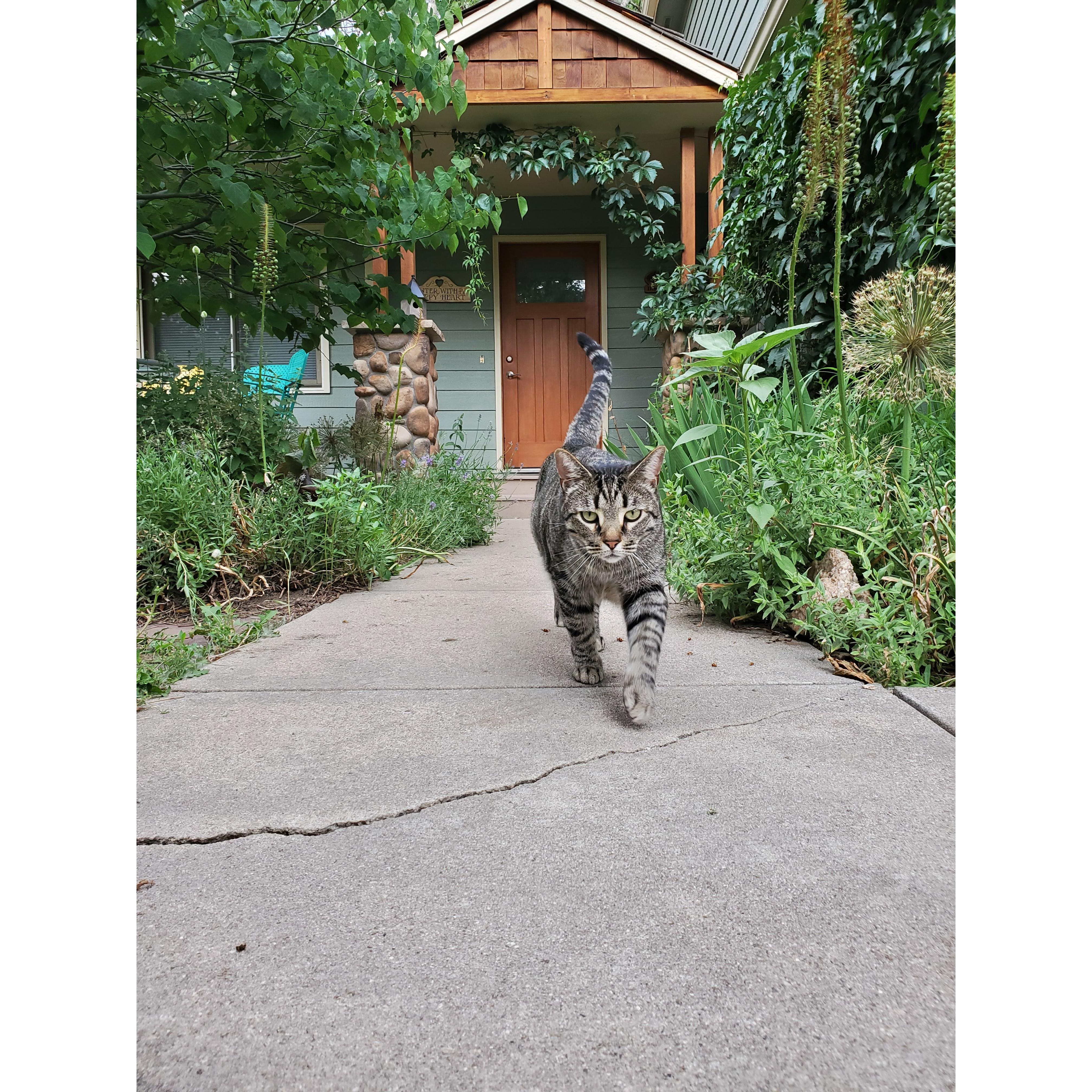 Koji (the middle pet child) is 5 years old and loves rolling on warm rocks in the sun, snuggling with his mom and playing with cat toys!