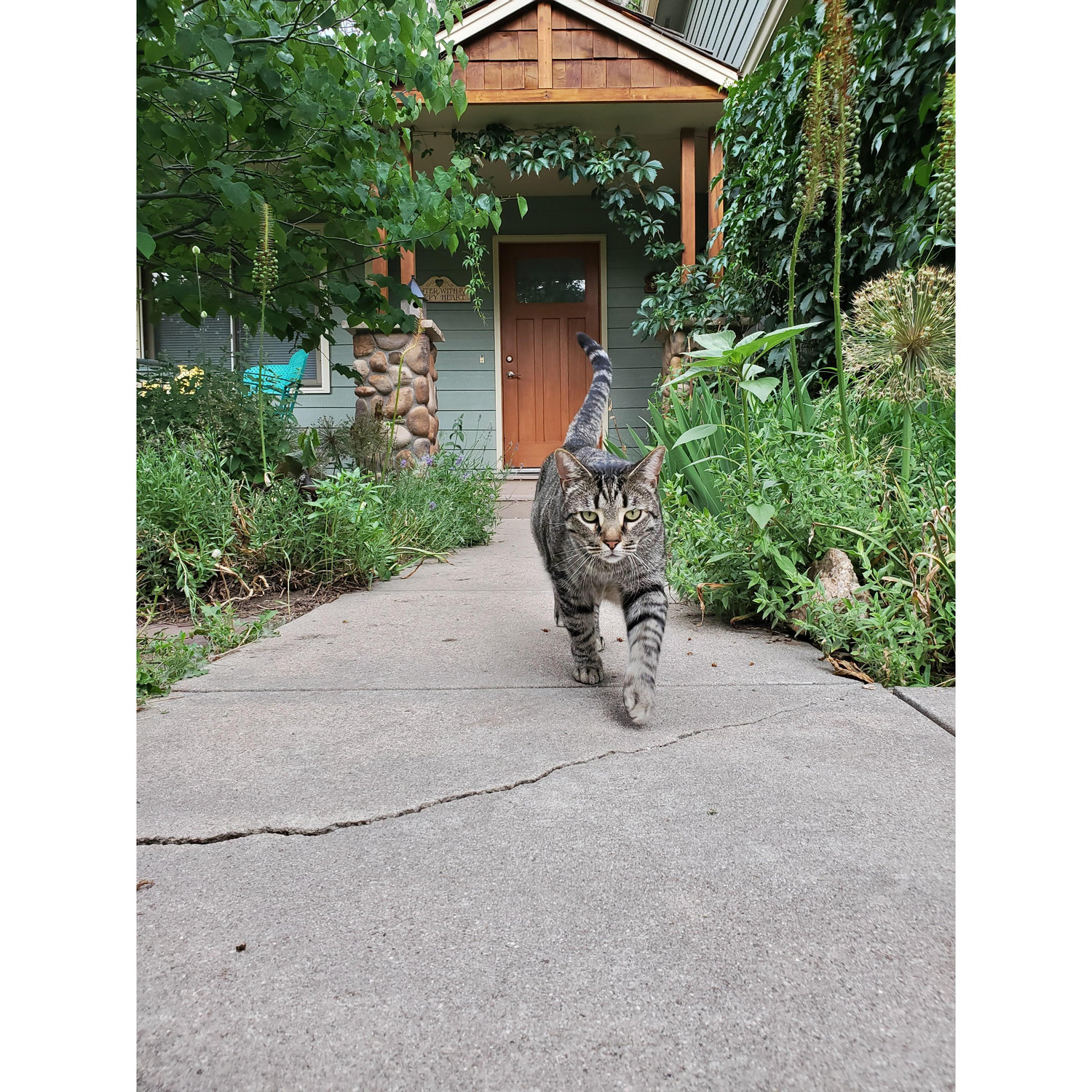 Koji (the middle pet child) is 5 years old and loves rolling on warm rocks in the sun, snuggling with his mom and playing with cat toys!