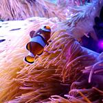 SEA LIFE Orlando Aquarium