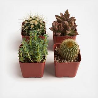 4-Piece 2" Cactus & Succulent Collection