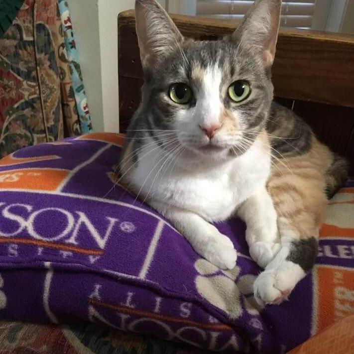 Delilah, our first fur baby.