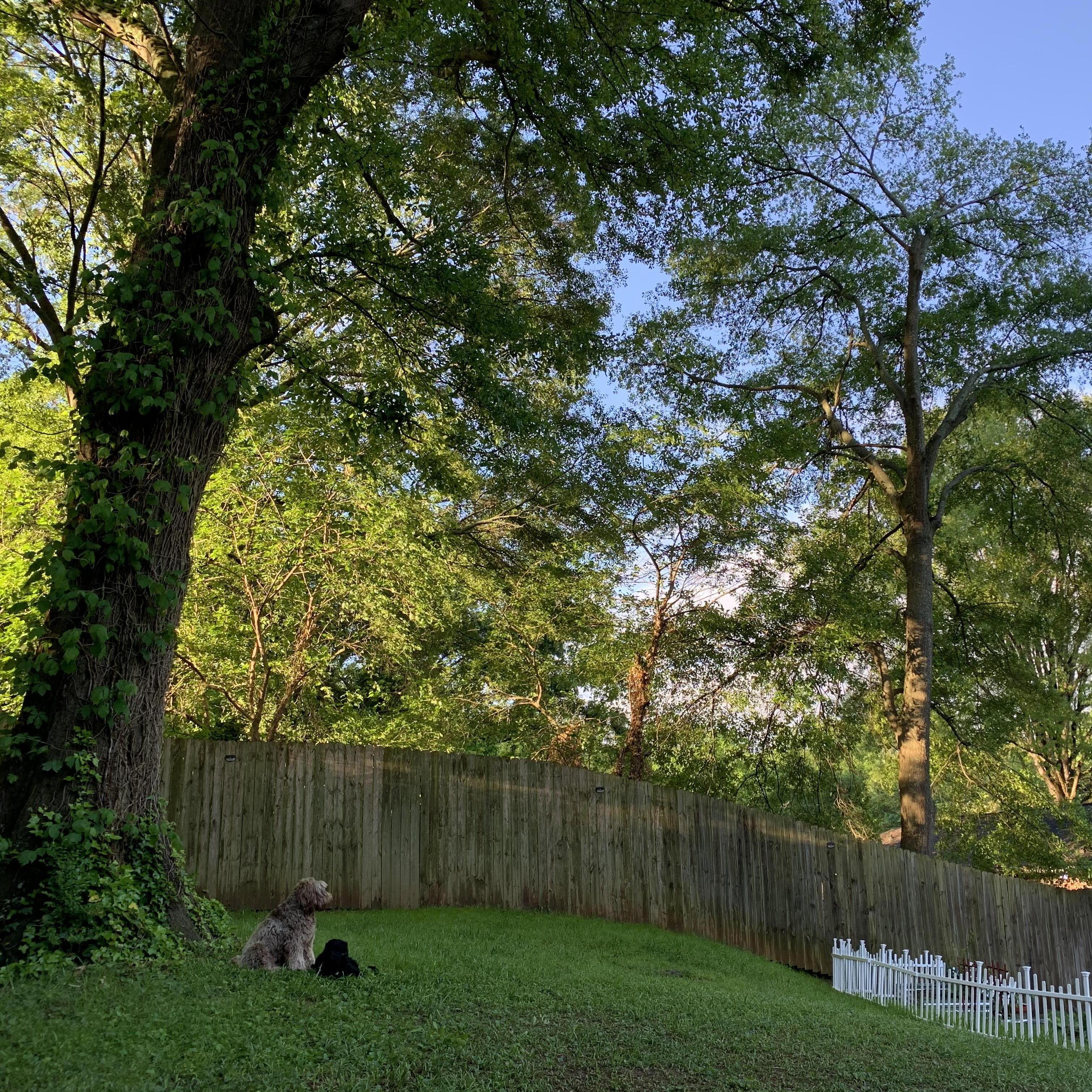 Zy and Thor overlooking the backyard.