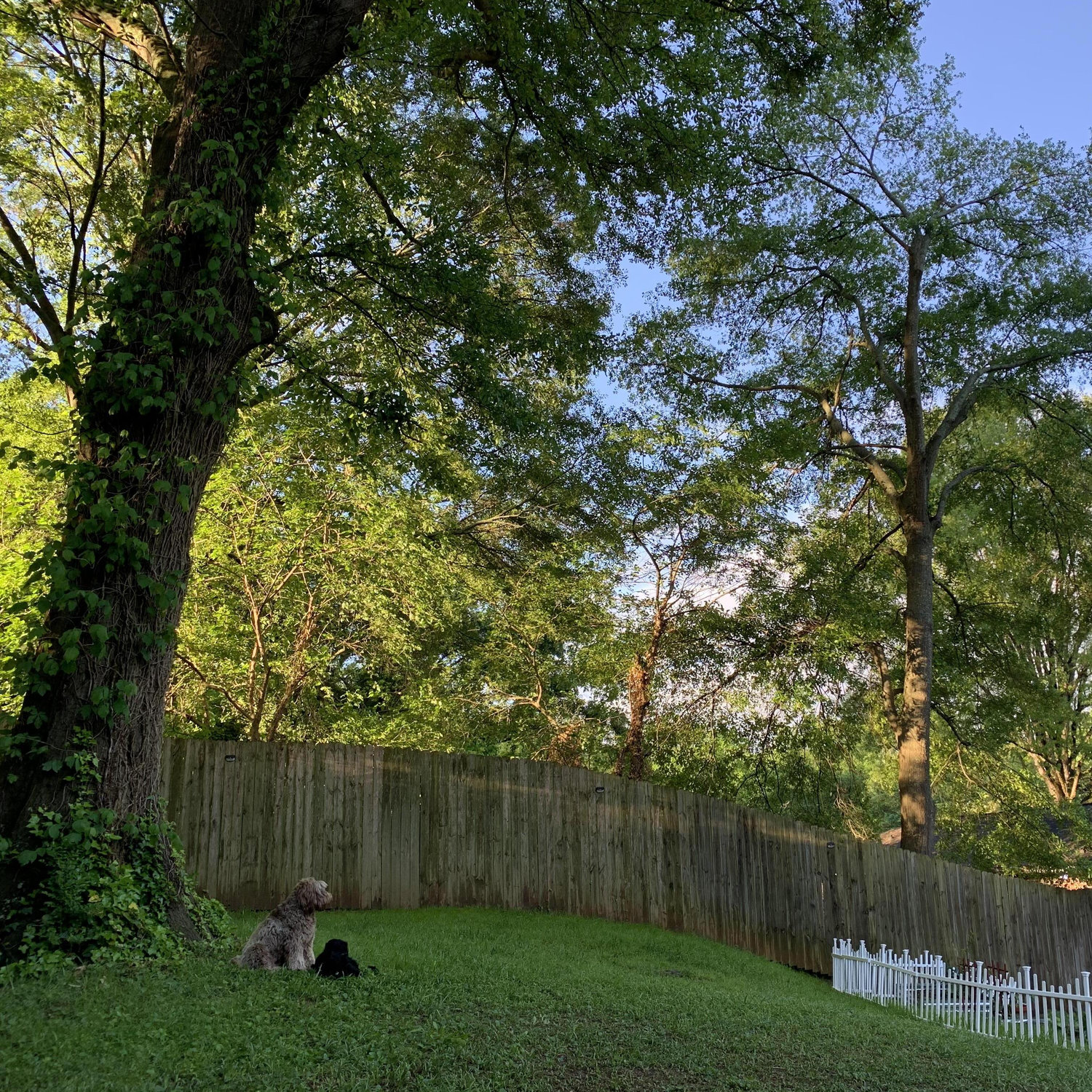 Zy and Thor overlooking the backyard.