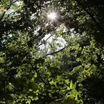 Rehoboth State Forest