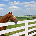 Lexington’s Horse Farm Tours