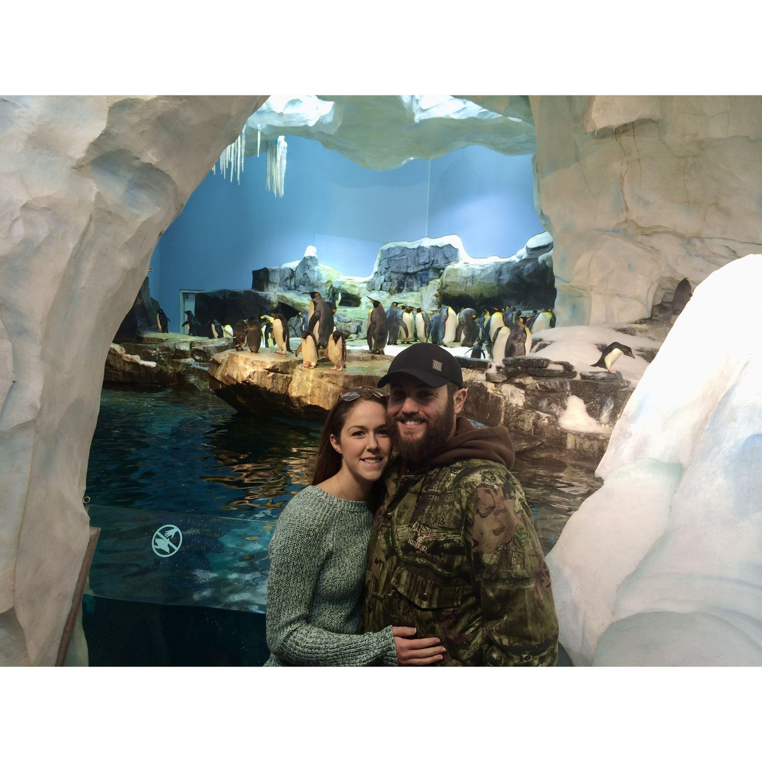 Seaworld visiting penguins