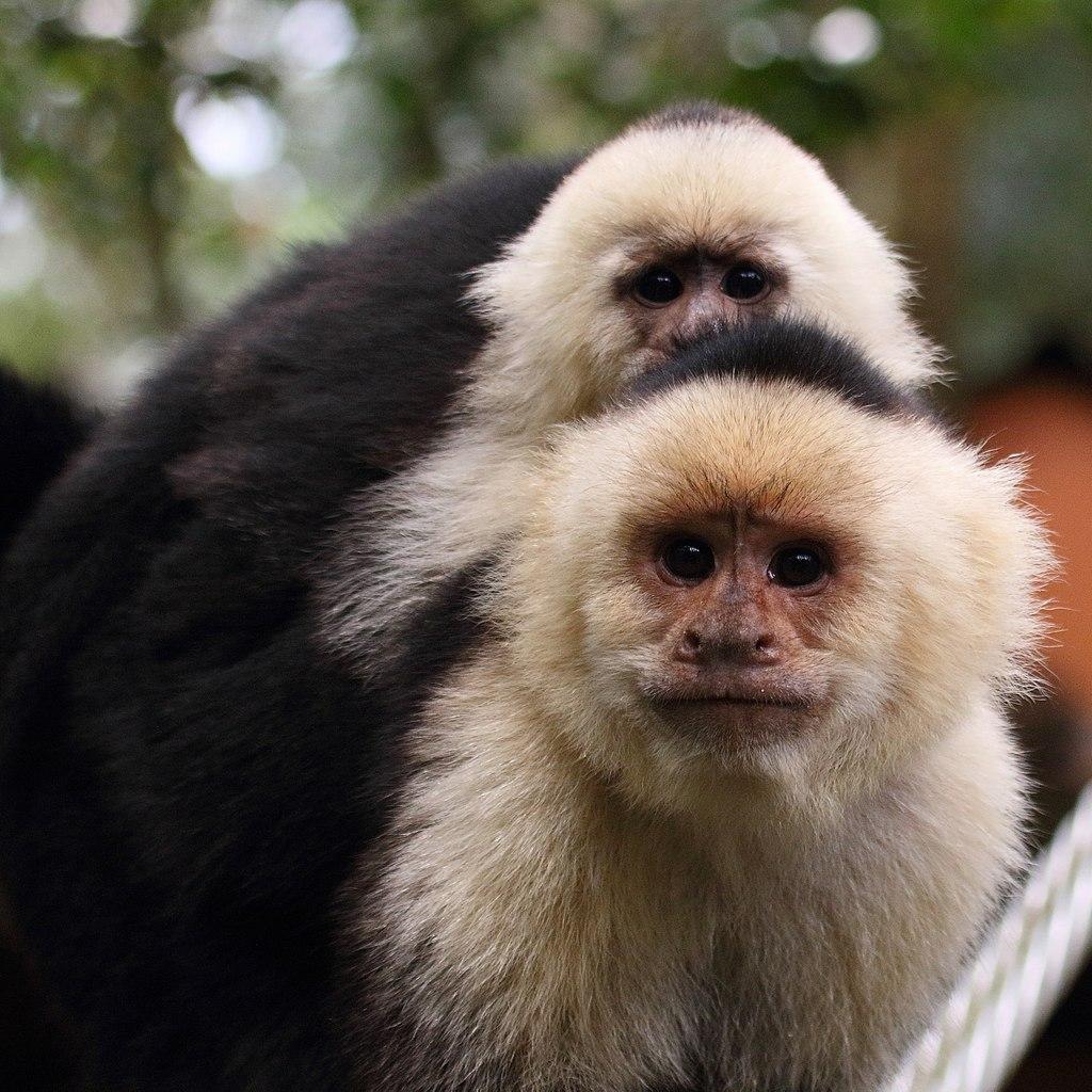 Mono Capuchino (luisfelipus escandarus)