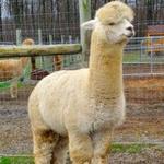 Cabin View Alpacas