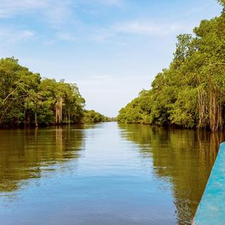 Sunset Boat Tour into the Caroni Wetlands for 2 - Trinidad & Tobago