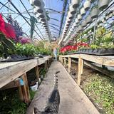 Piney Creek Greenhouse