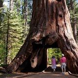 Calaveras Big Trees State Park