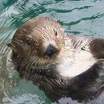 Seattle Aquarium