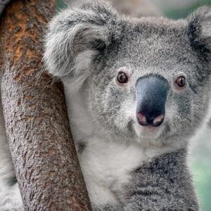 Australian Wildlife Tour
