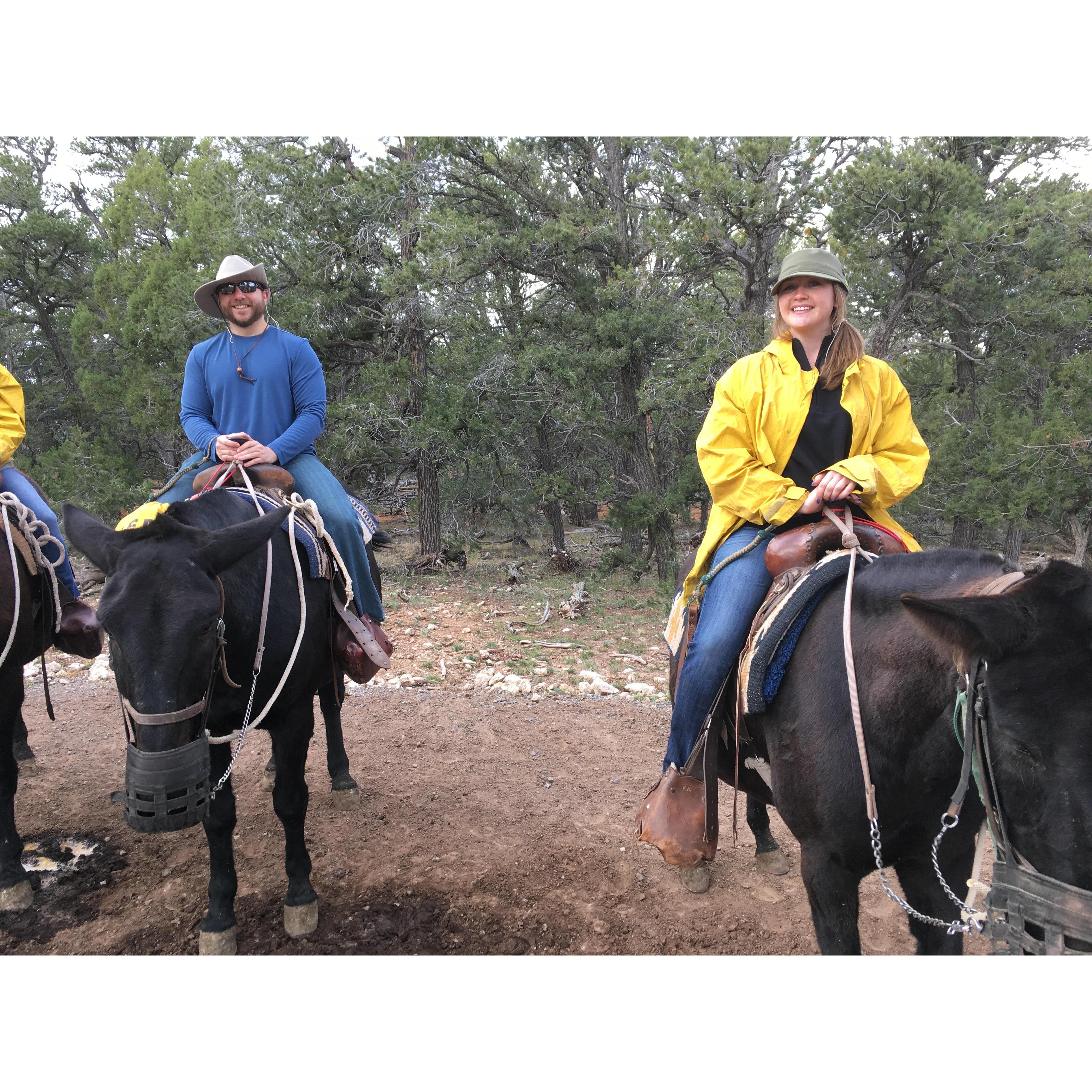 Mule Rides at the Grand Canyon (2016)