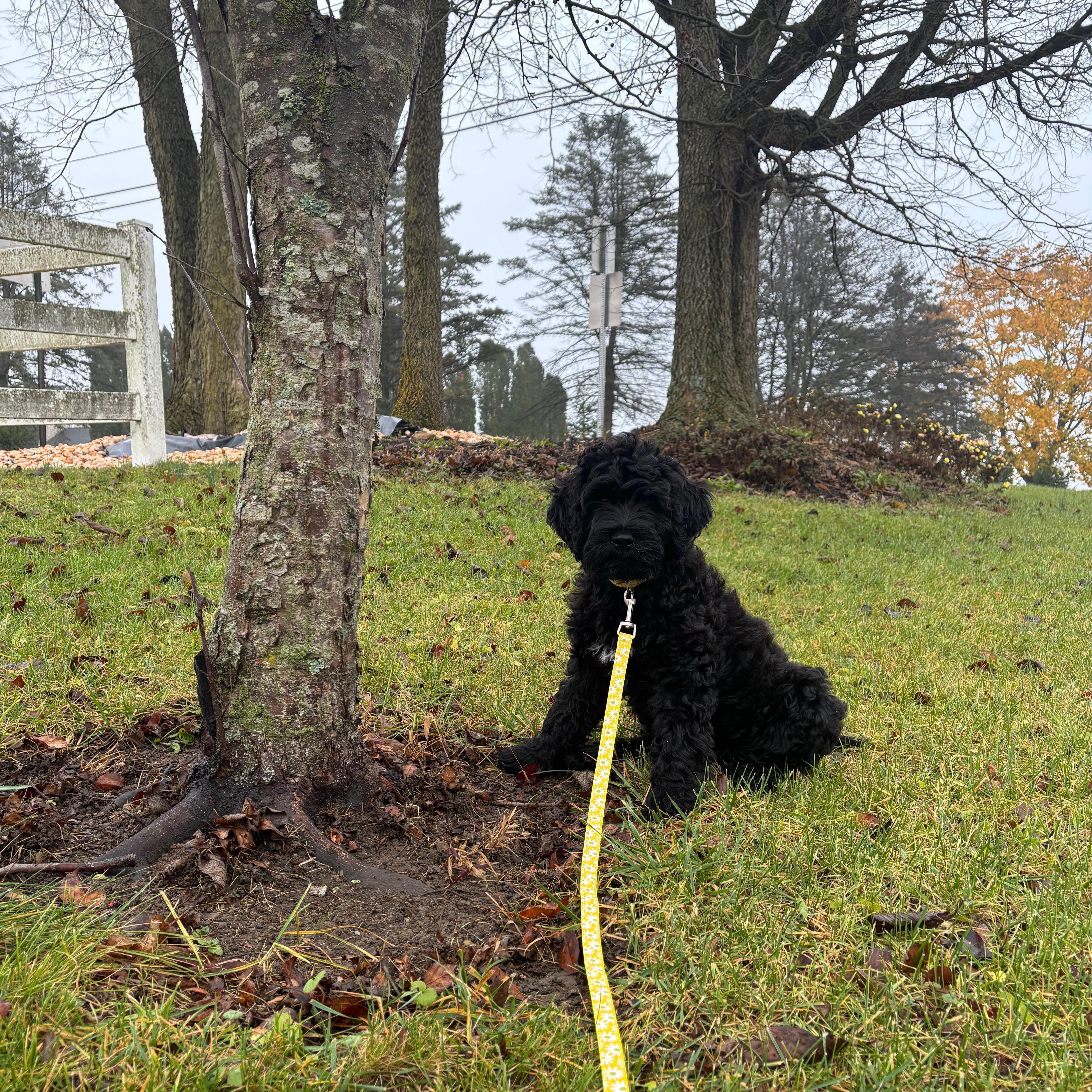 Cherry getting the lay of the land, 2024