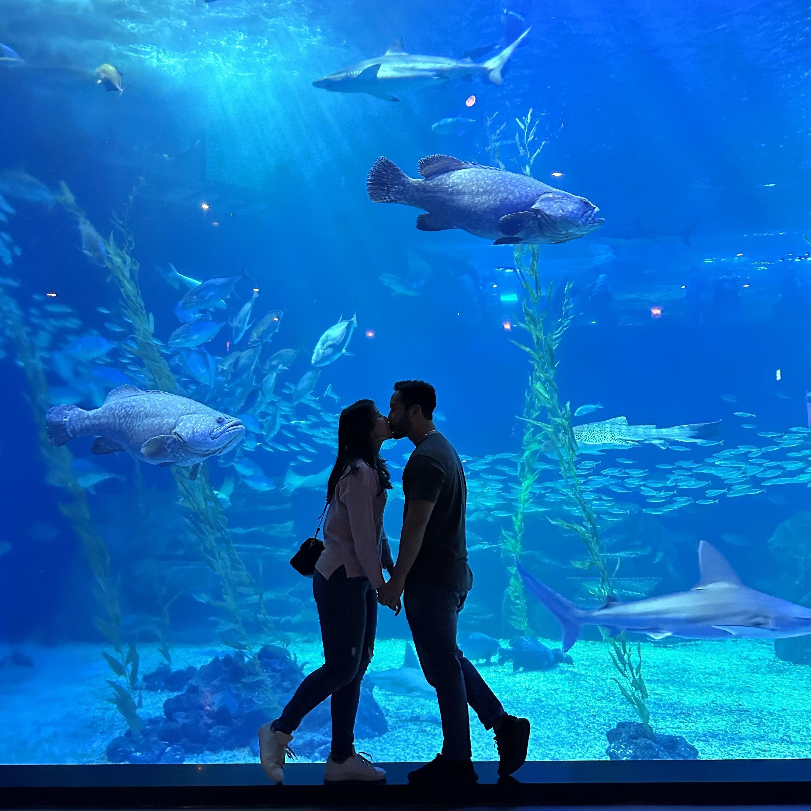 We LOVE aquarium!