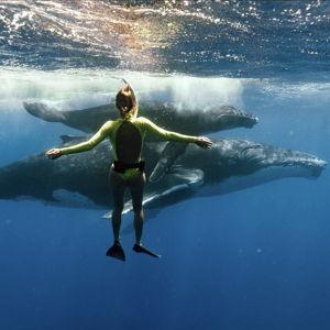 Swimming with Humpback Whales on Our Honeymoon