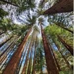 Forest Park