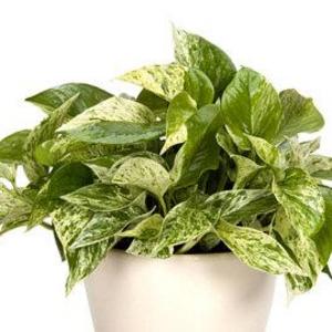 English Ivy Air Purifying Plant - Easy Care Live Houseplant, Outdoor Hanging Plant, Housewarming, Birthday Present, Dorm Decor, Gardening