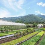 Caoba Farms Restaurant