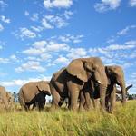 Knysna Elephant Park