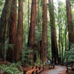 Muir Woods National Monument