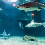 Greater Cleveland Aquarium