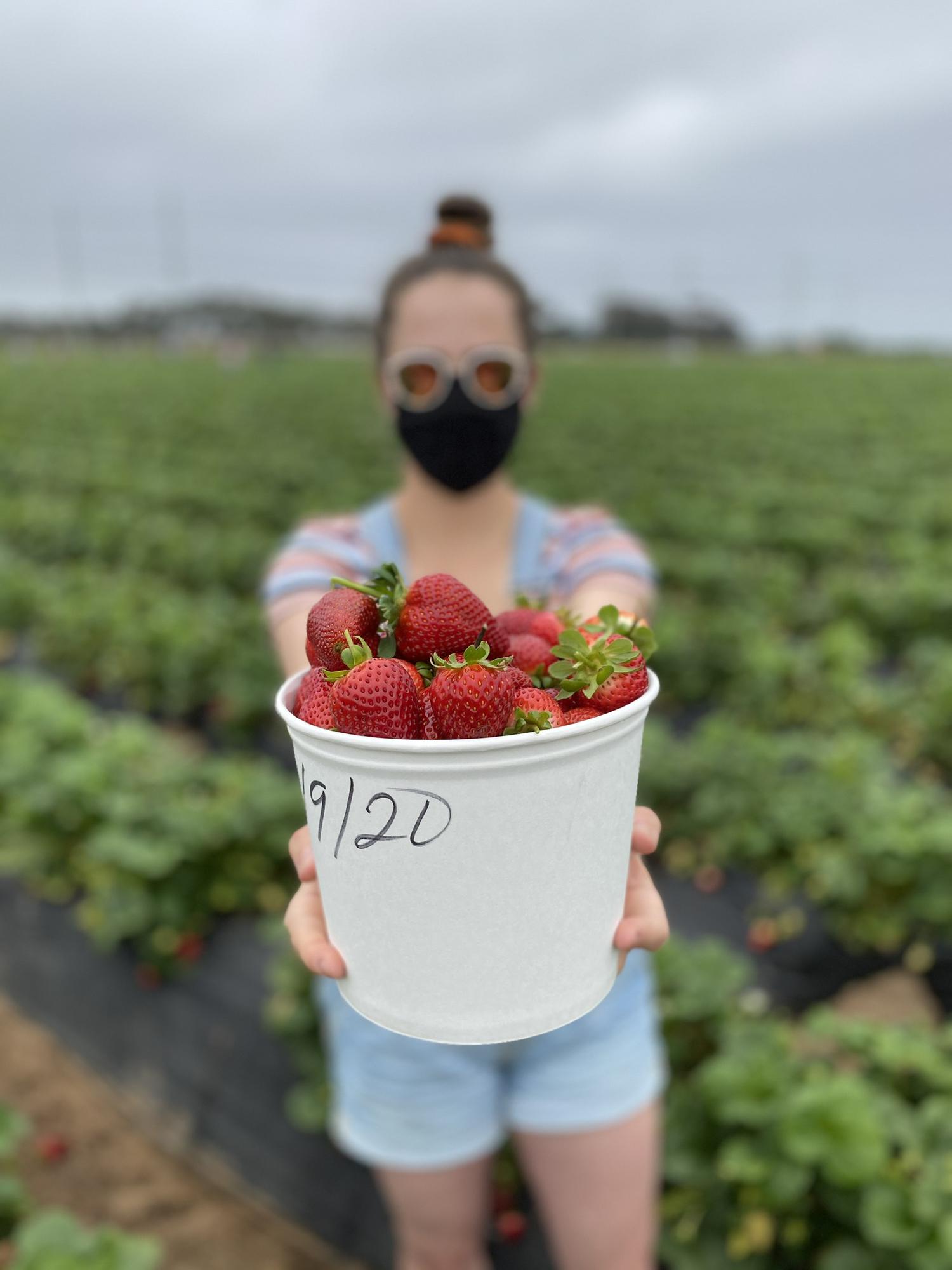 2019: Strawberry picking in SoCal