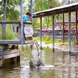 Alligator Adventure