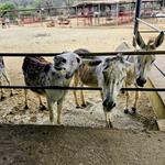 Donkey Sanctuary Aruba