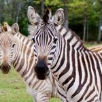 Cherokee Trace Drive-Thru Safari