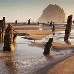 Neskowin Ghost Forest