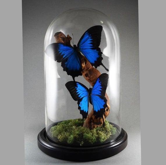 Ullysses Butterflies in Glass Dome