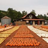Burt's Pumpkin Farm