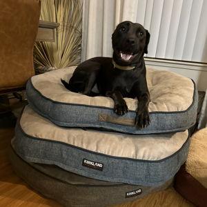 Pet Hotel For Our Honeymoon