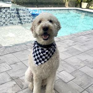 Dallas’s Honeymoon Paw-ty