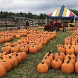 Uncle Shuck's Corn Maze and Pumpkin Patch