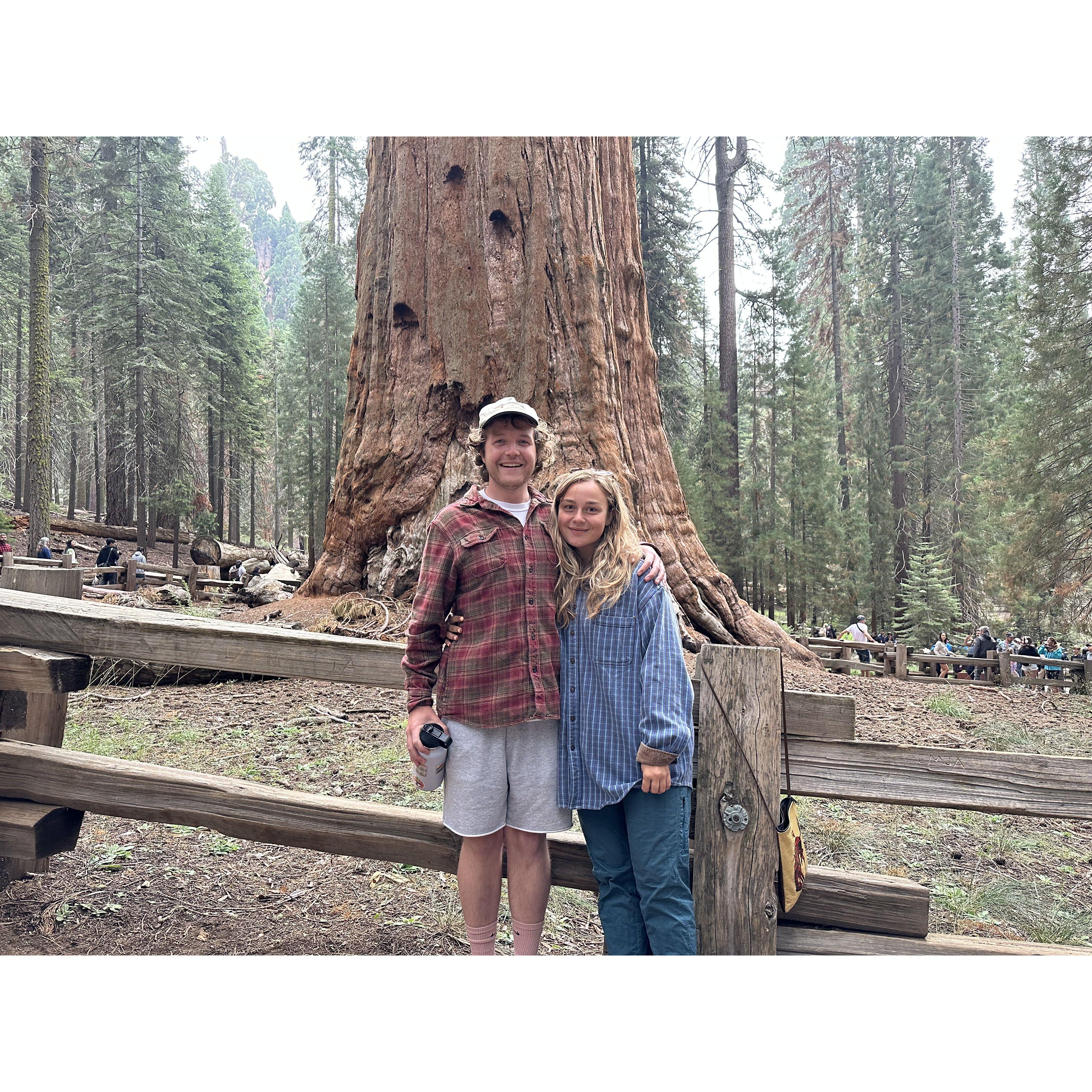 Enjoying the Towering Sequoias at Sequoia National Park