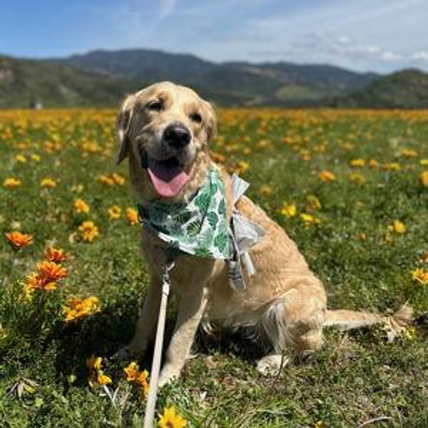 Our Golden Retriever Fund
