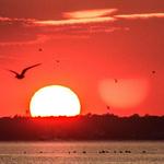 Watch the sunset over the Great Southern Bay