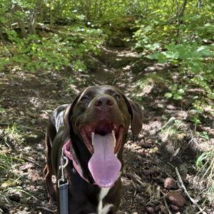 Millie Fund (Toys, Treats, Dog Day Care)