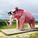Pink Elephant