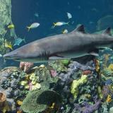 Tennessee Aquarium